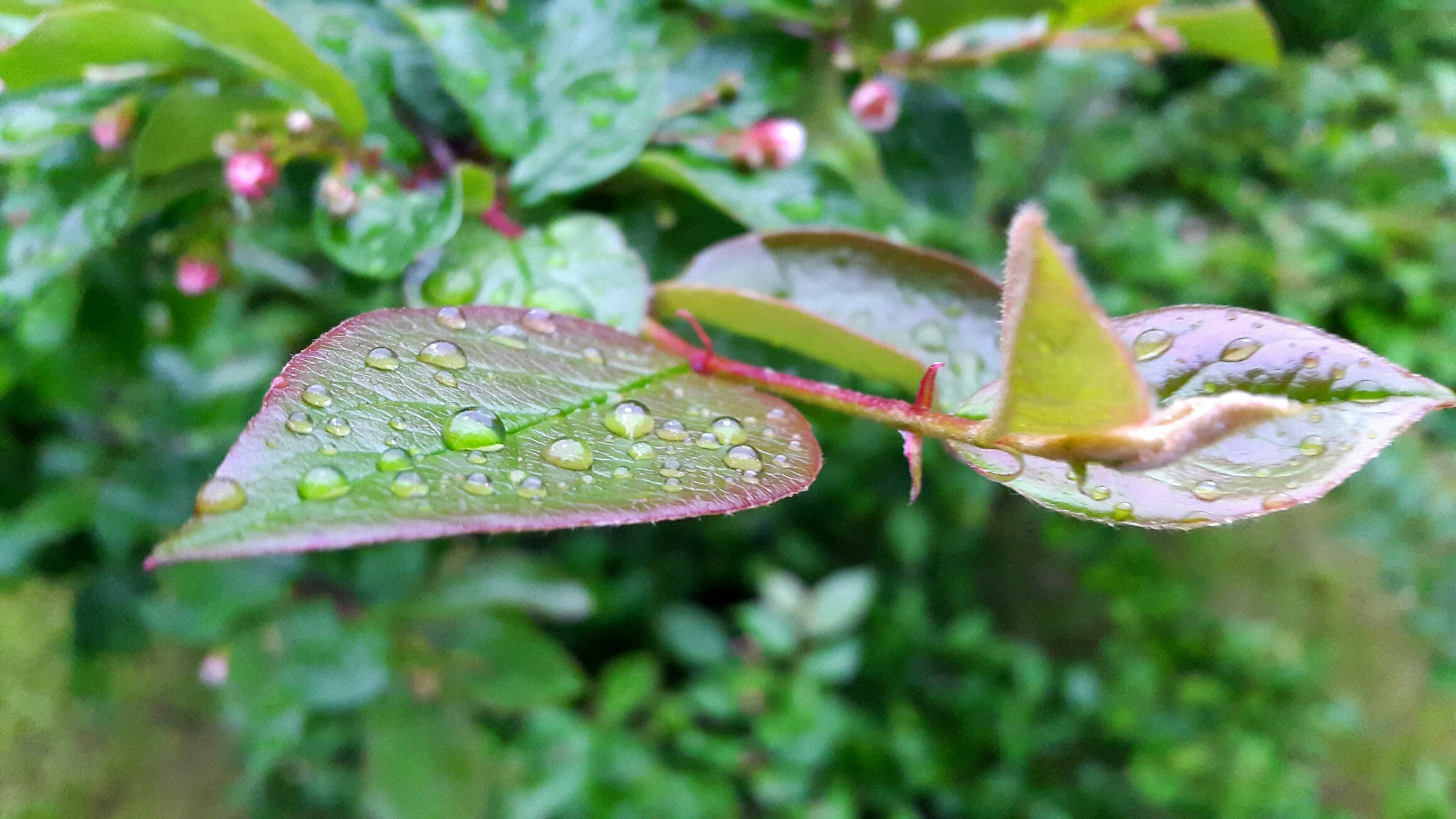 Rain