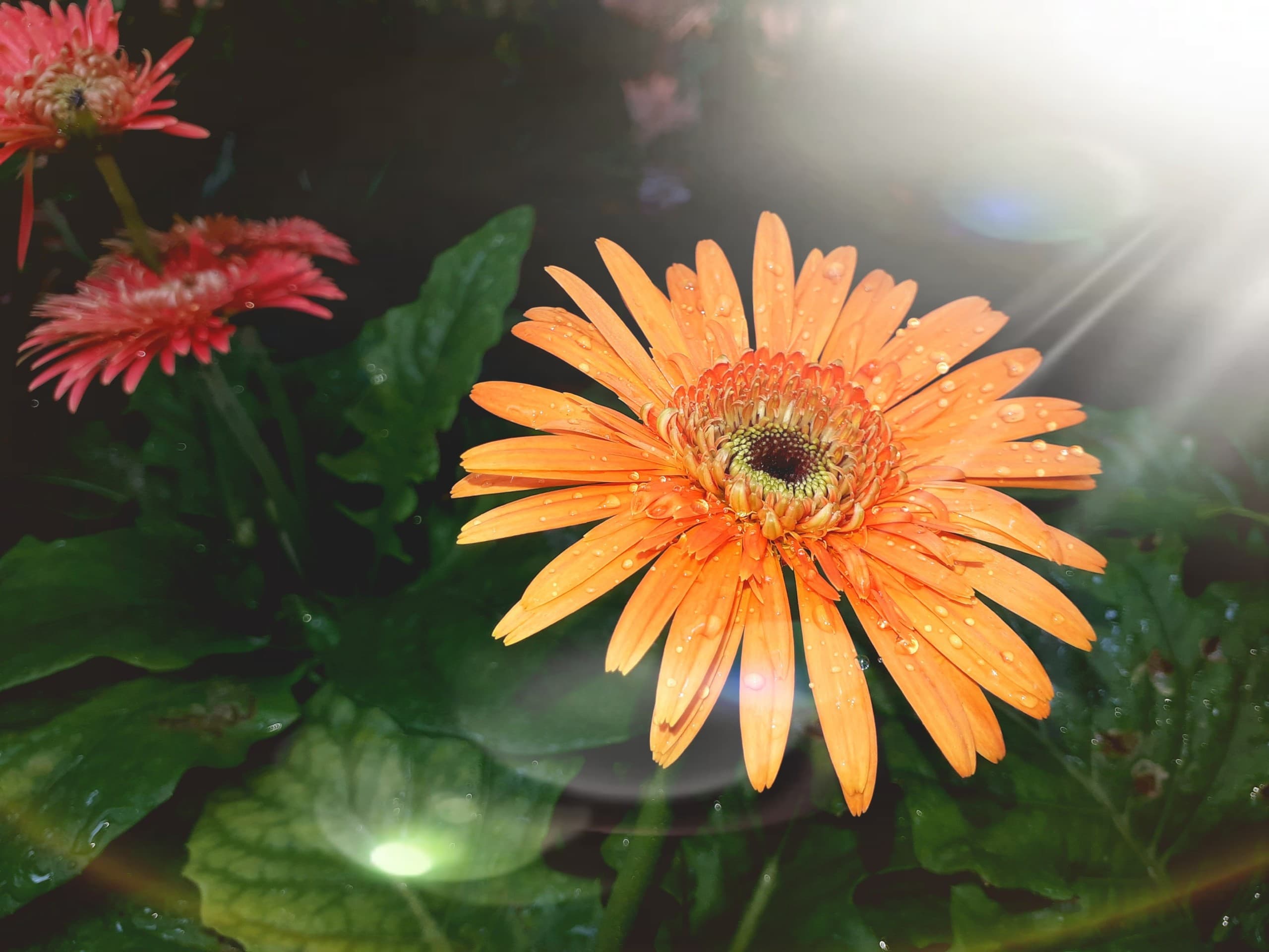 flora