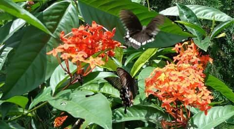 Butterfly