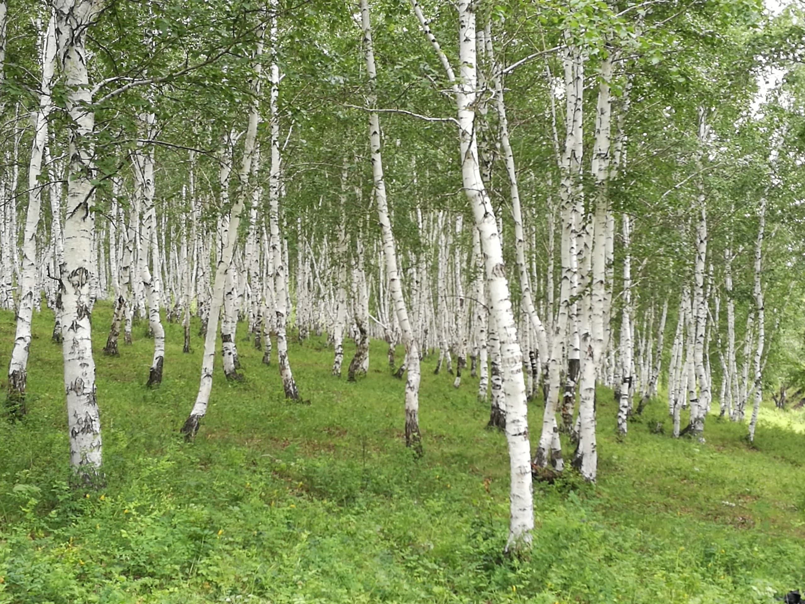 лес
