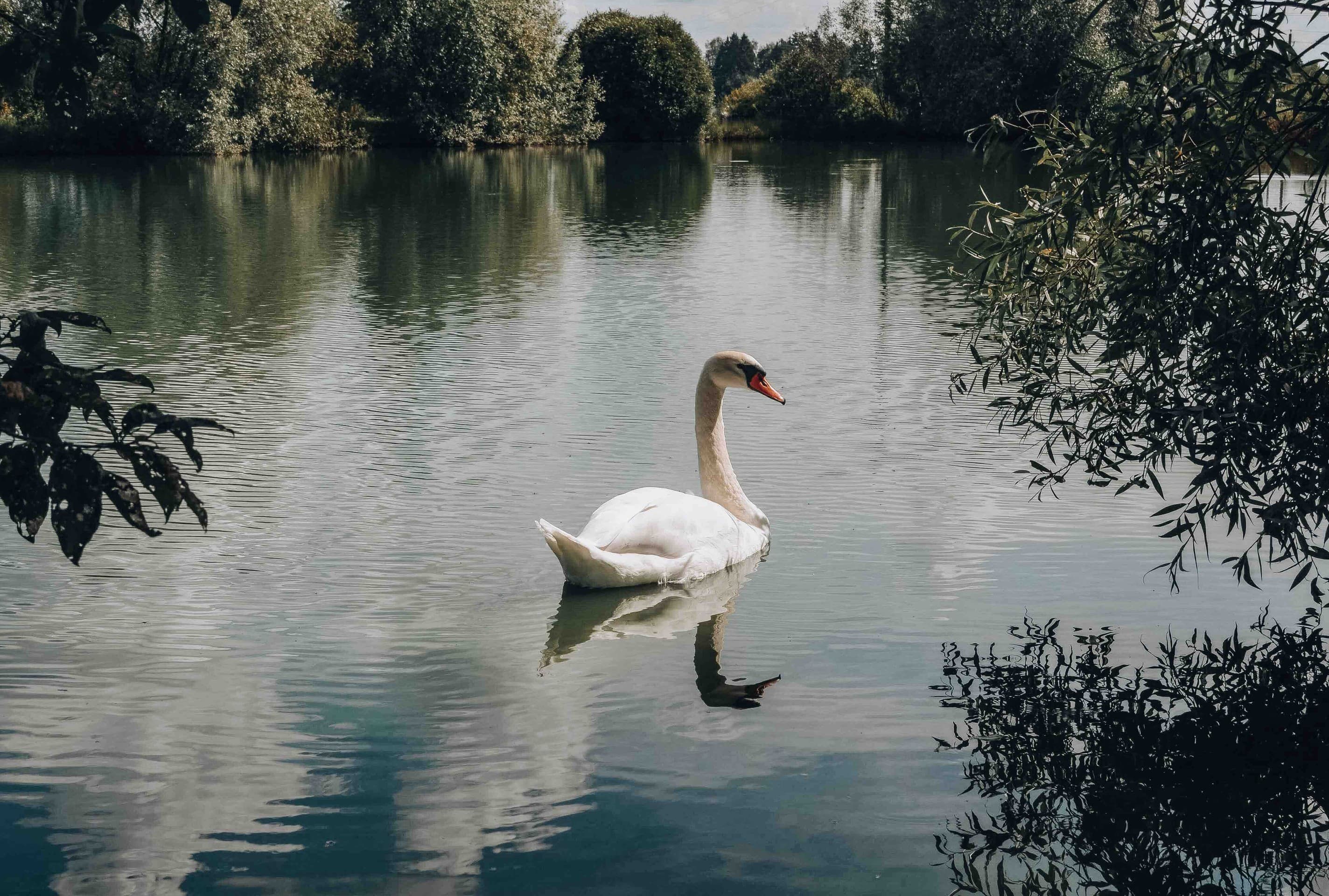 Swan