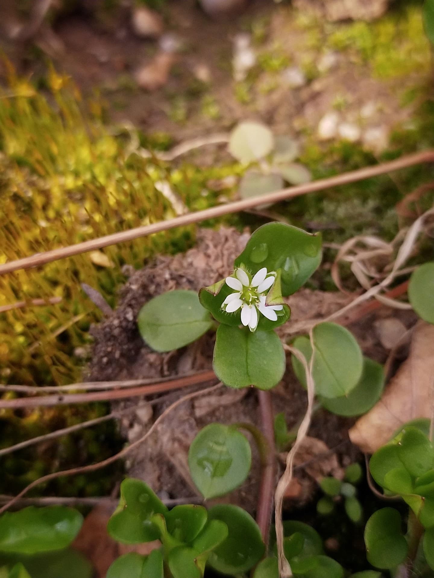 wild flower