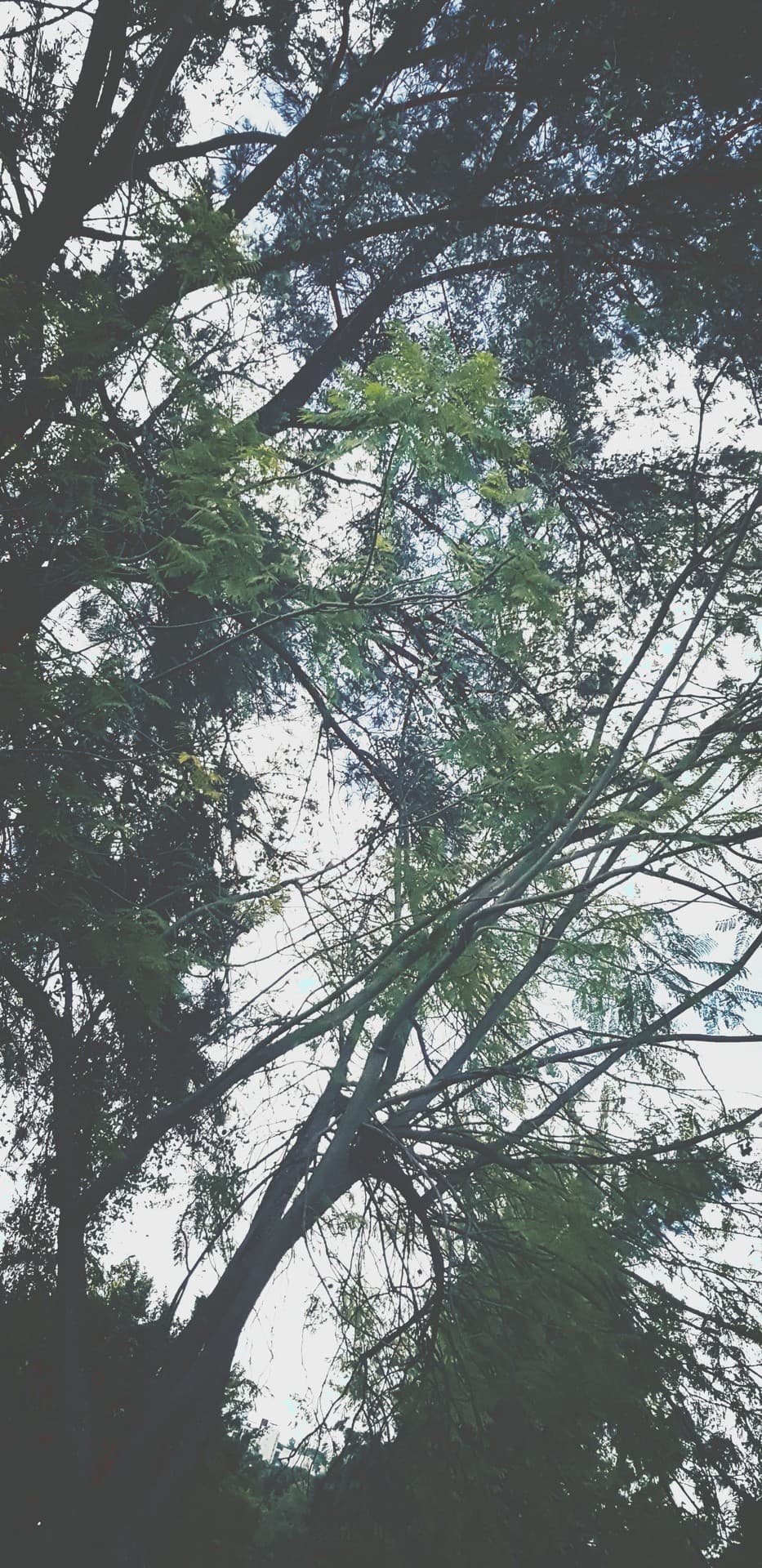 love sky