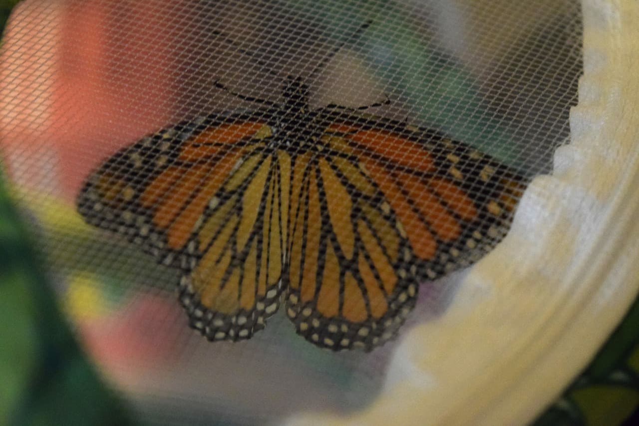 butterfly