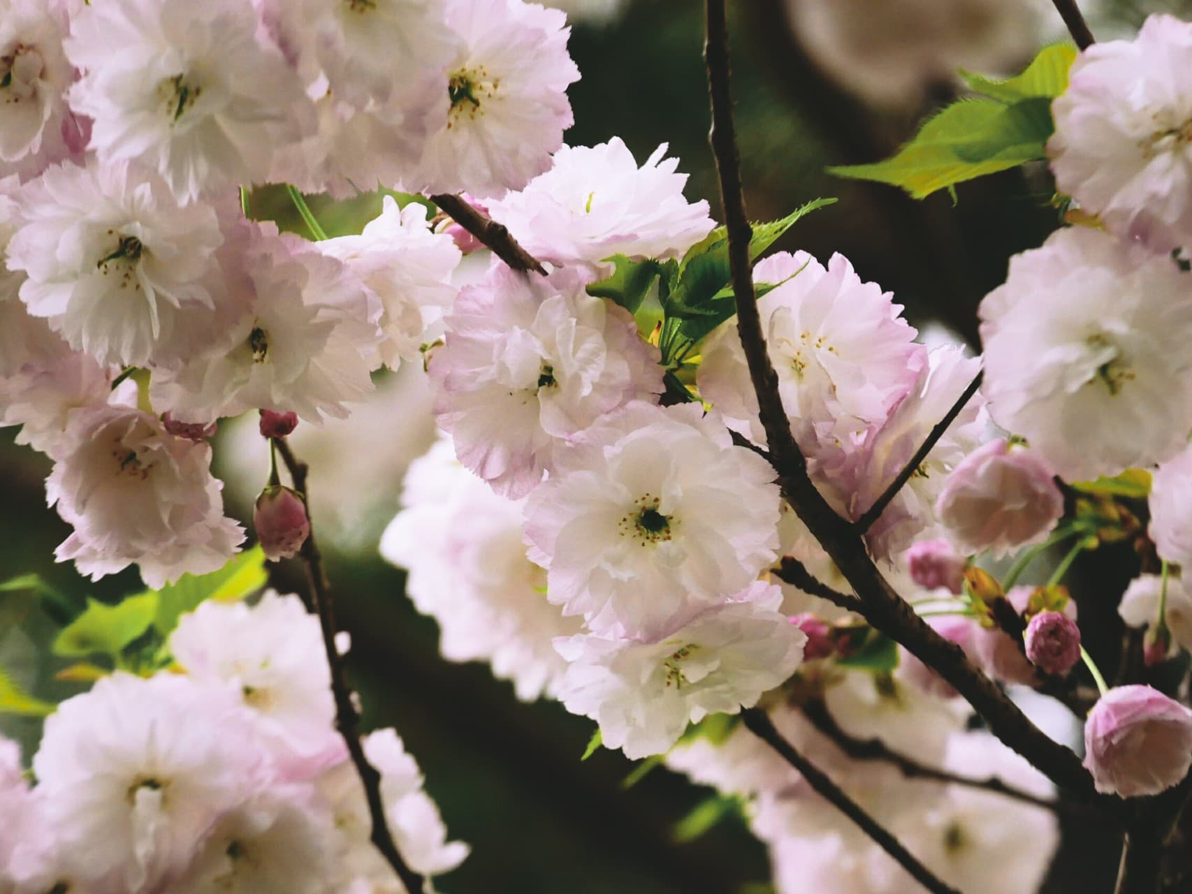 double cherry blossoms