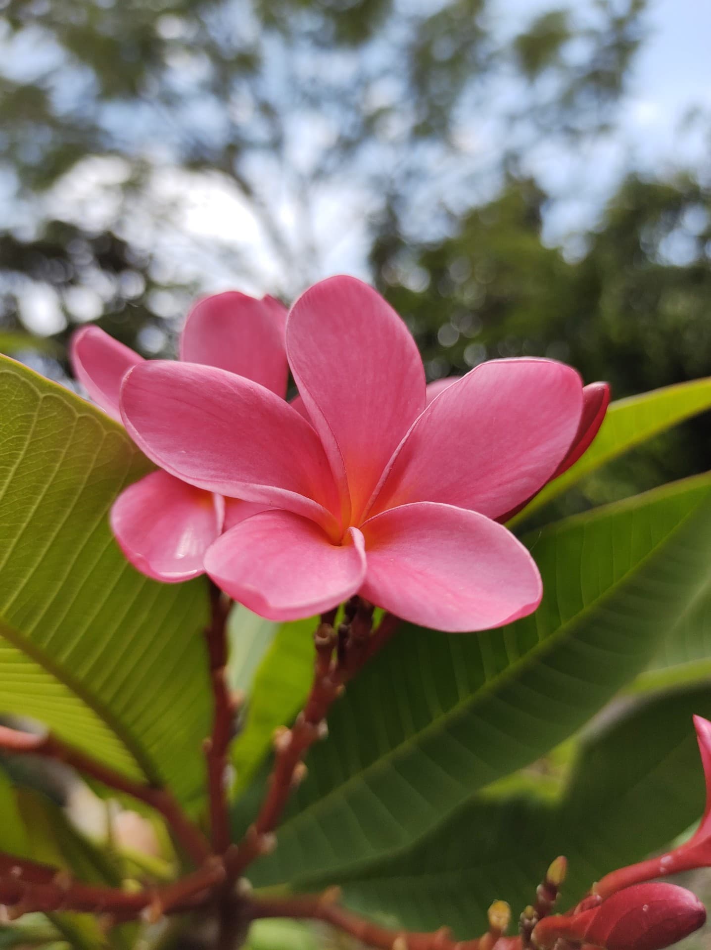 Flor rosa