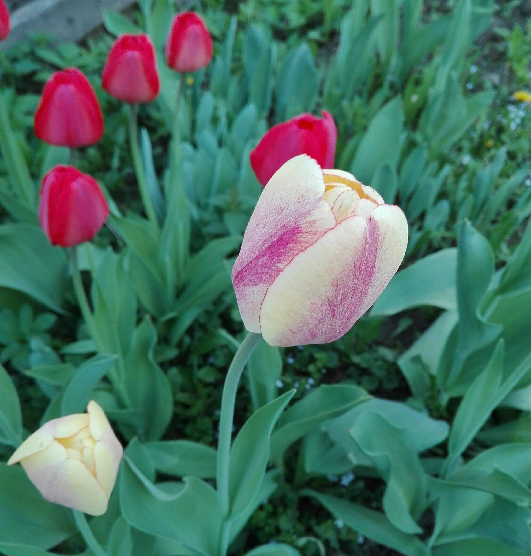tulips