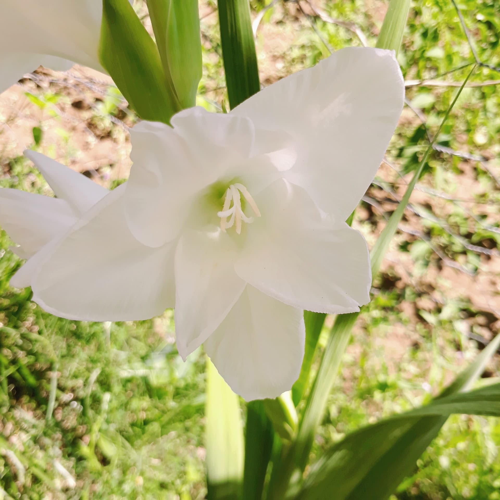 flower