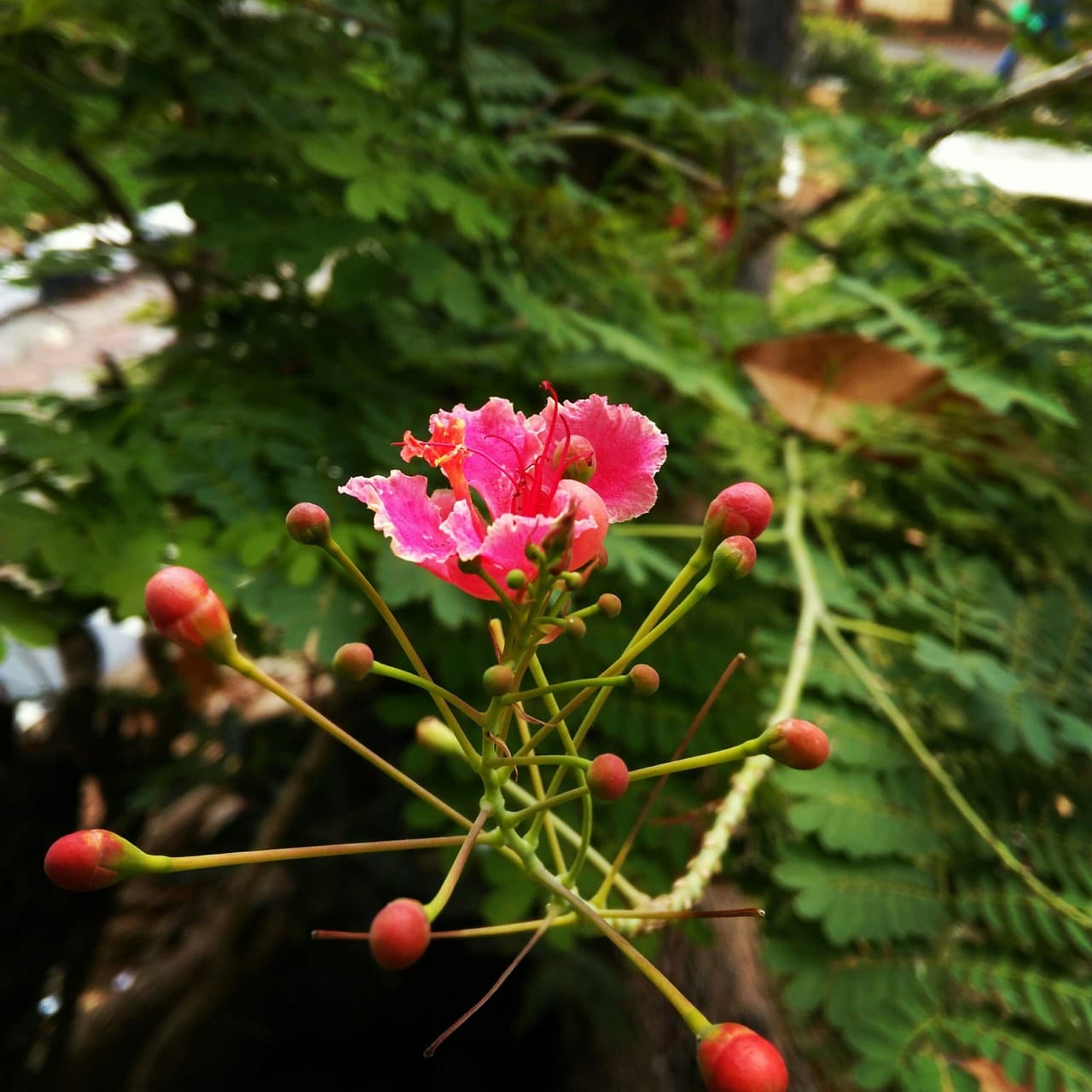 flower