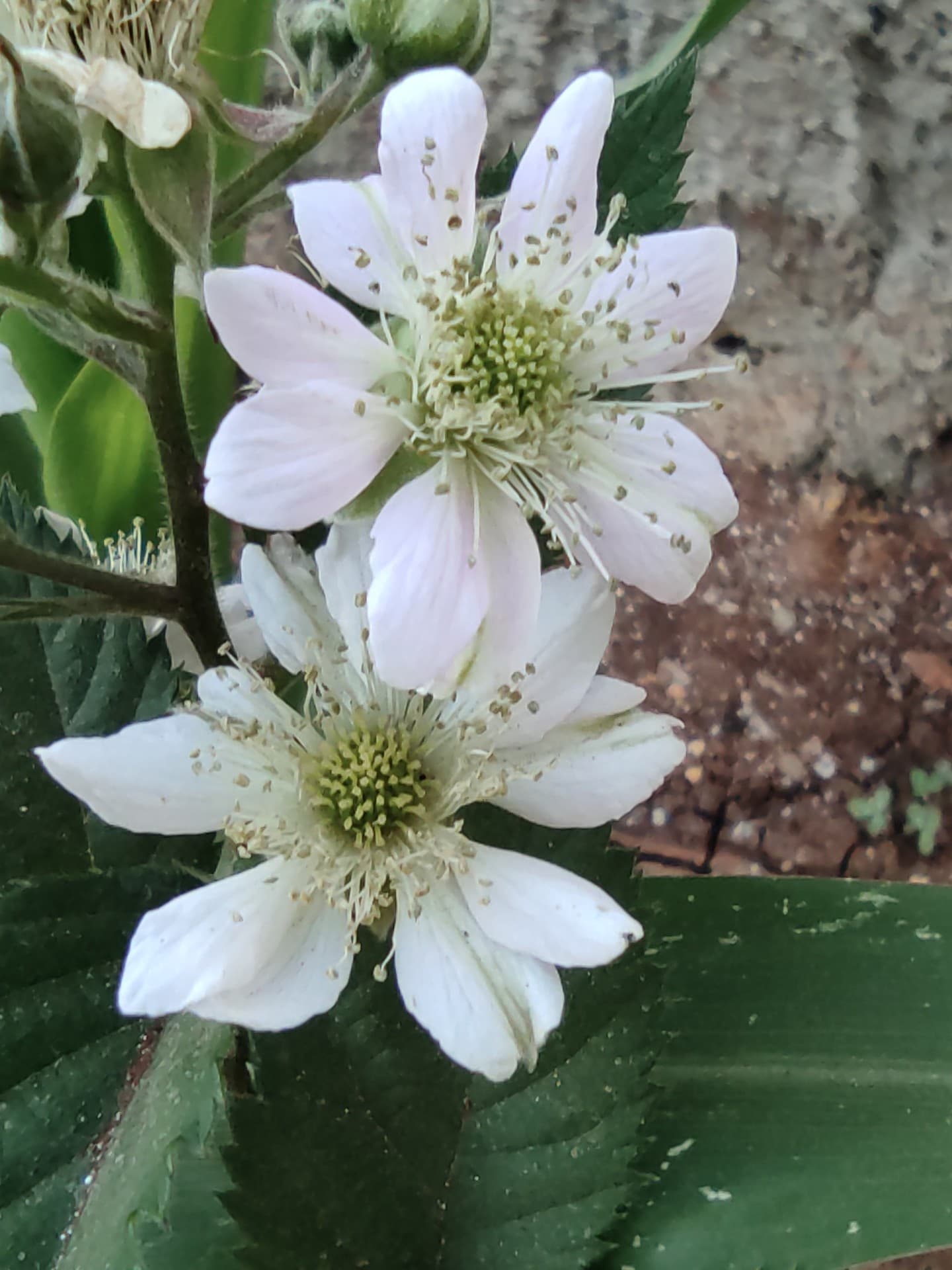 Flower
