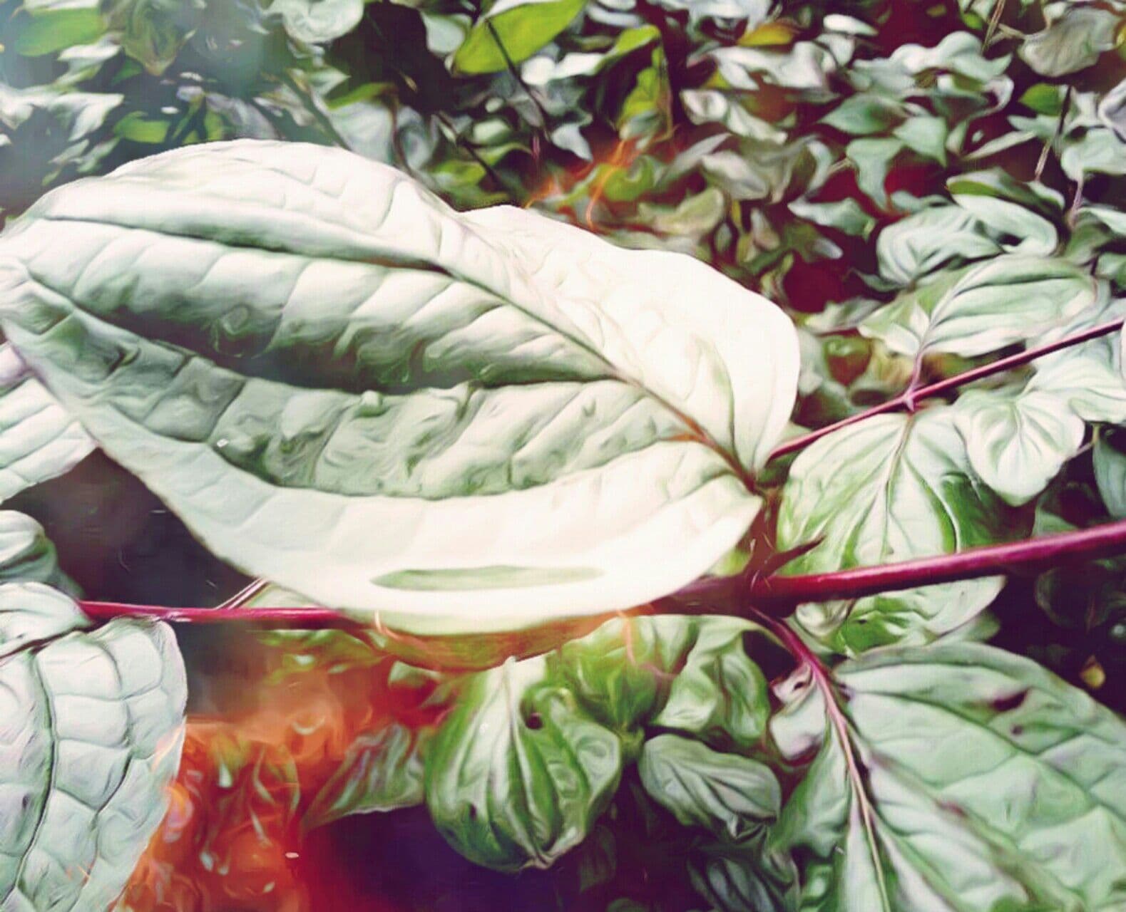 plant #3