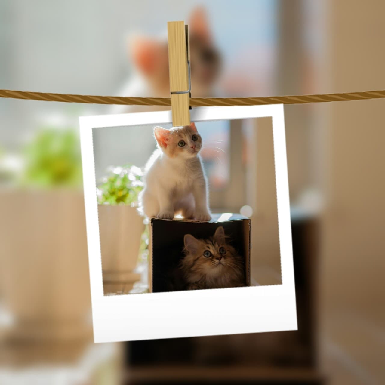 Котики