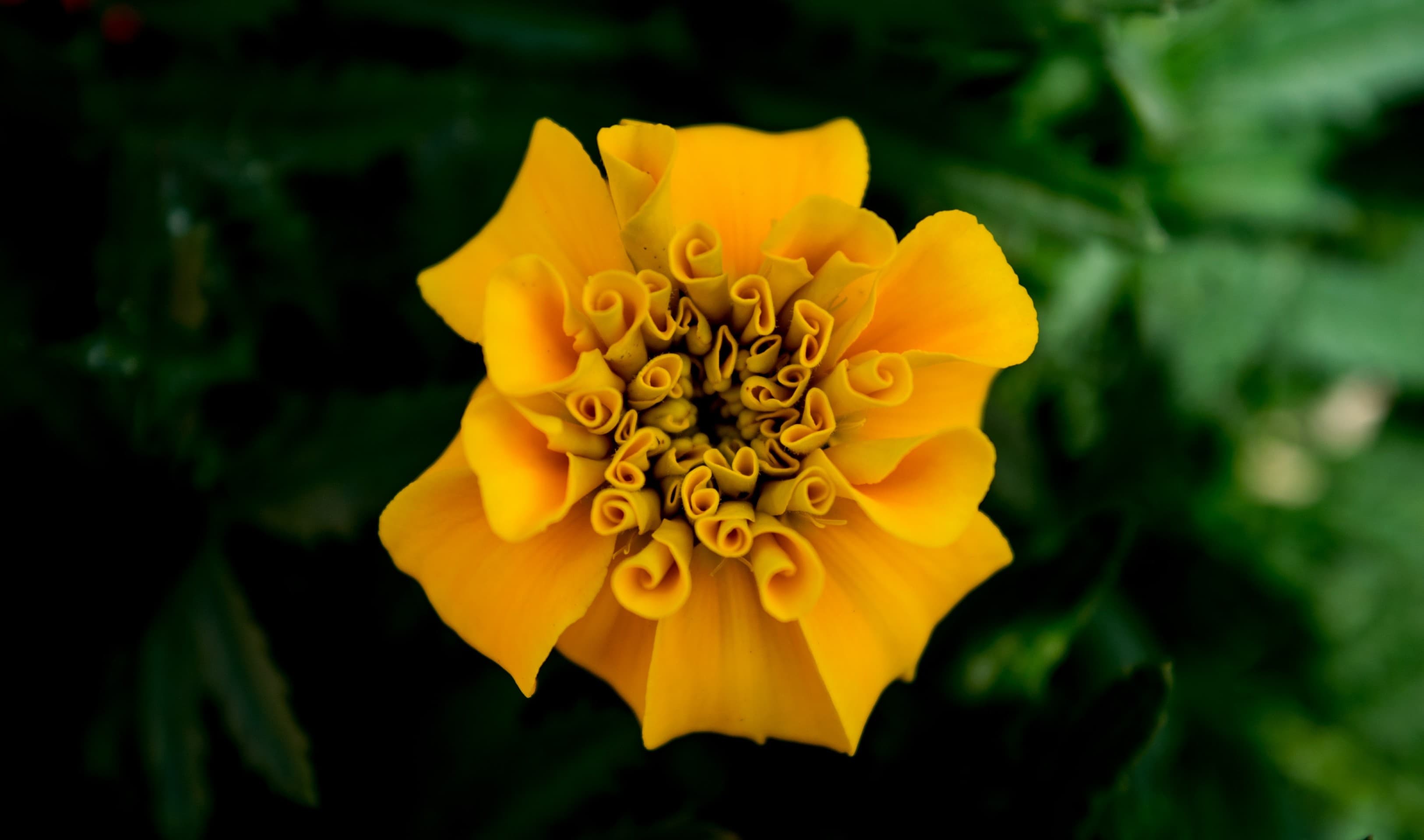 yellow beauty
