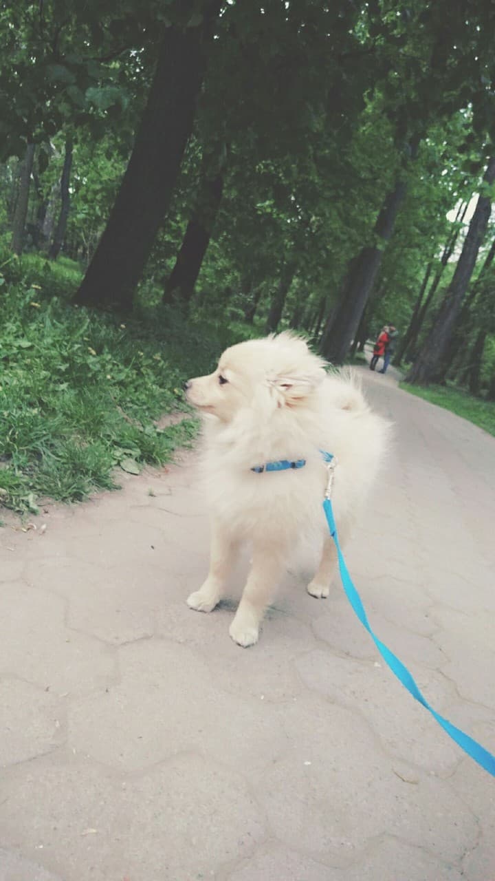 Кицуне