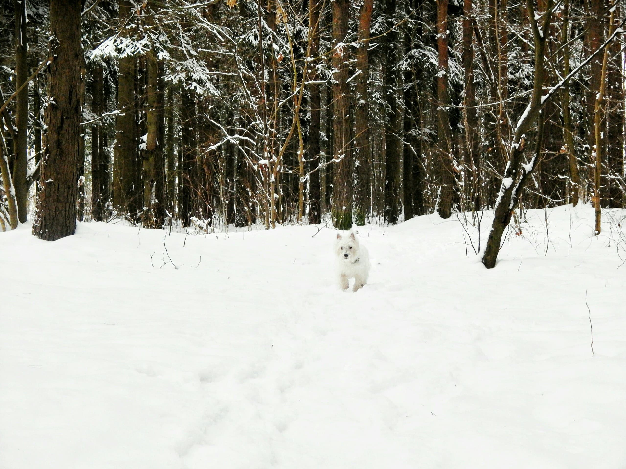 winter