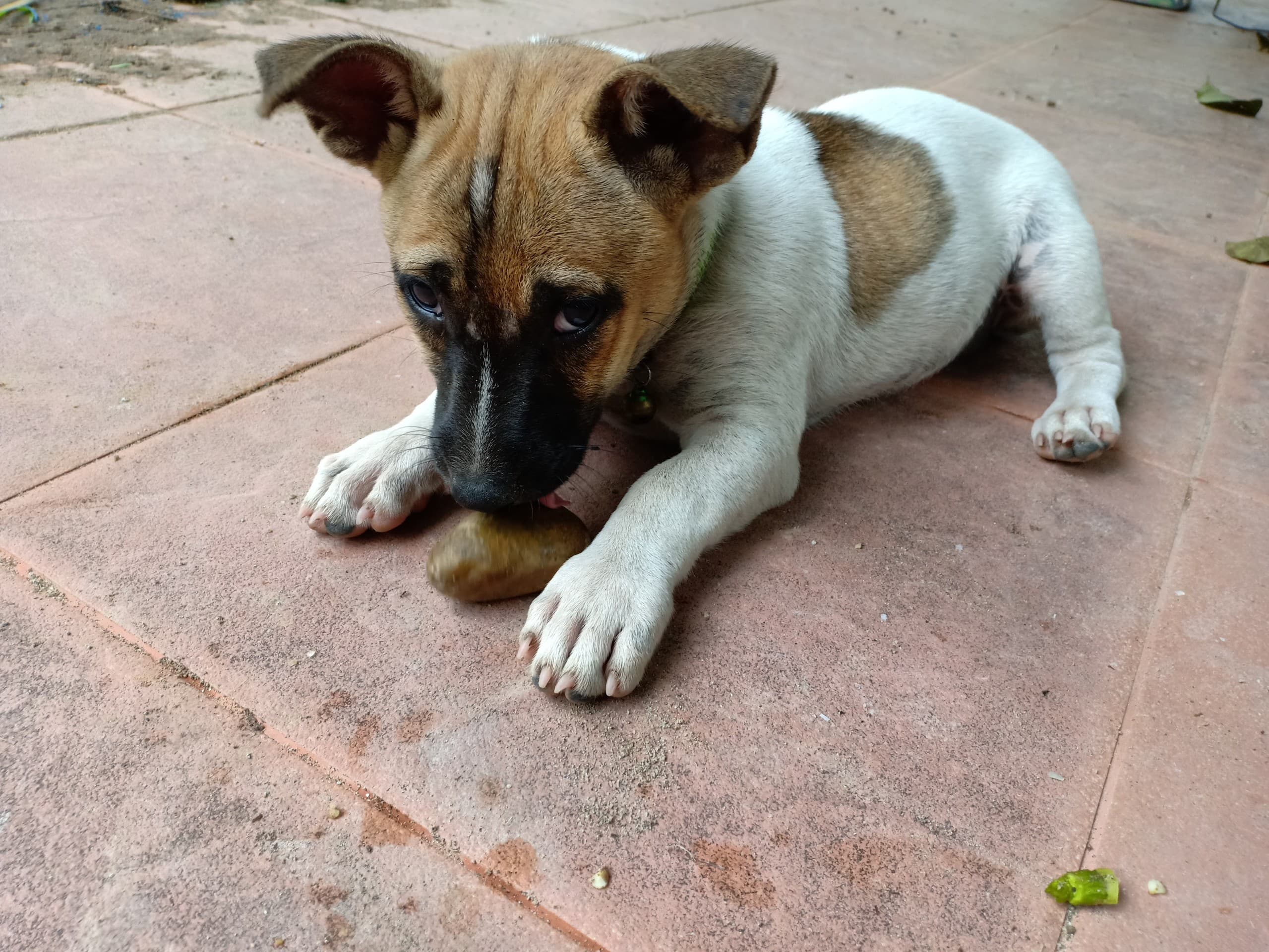 a dog