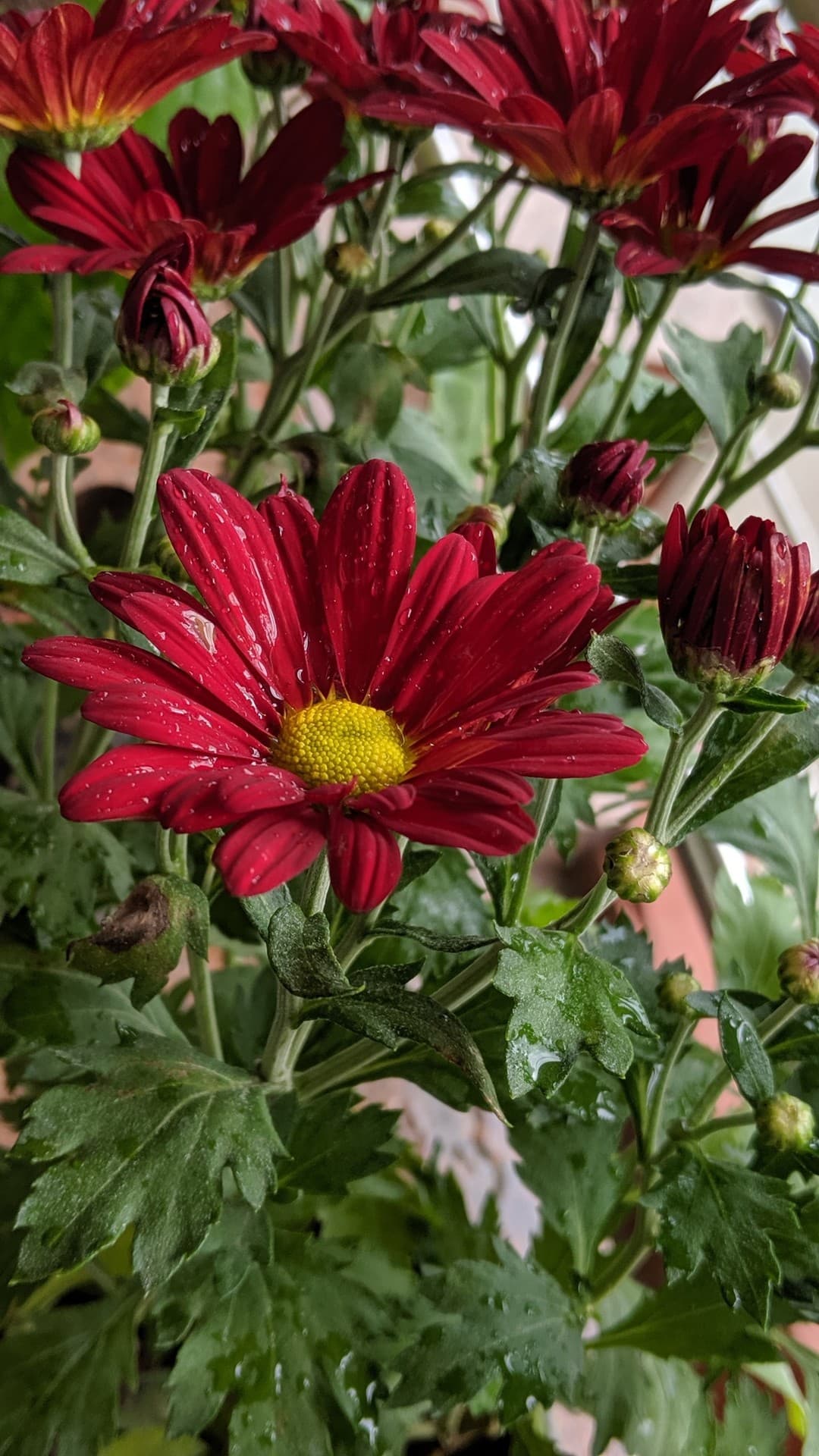 flower