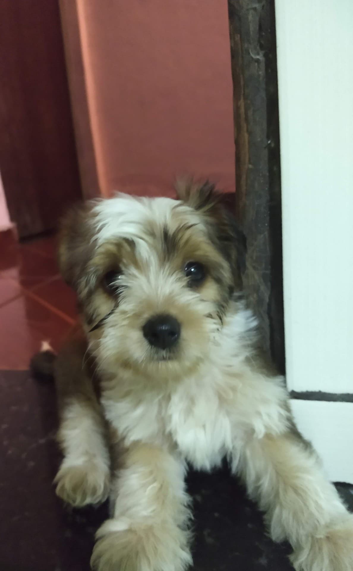 cachorro