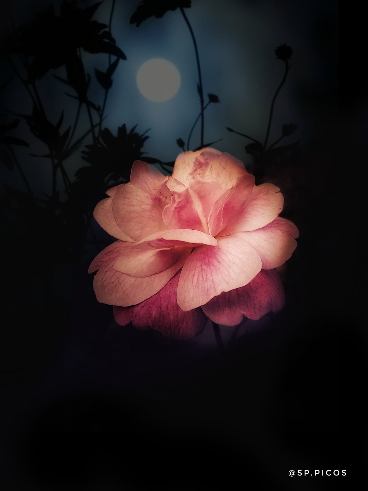 rose