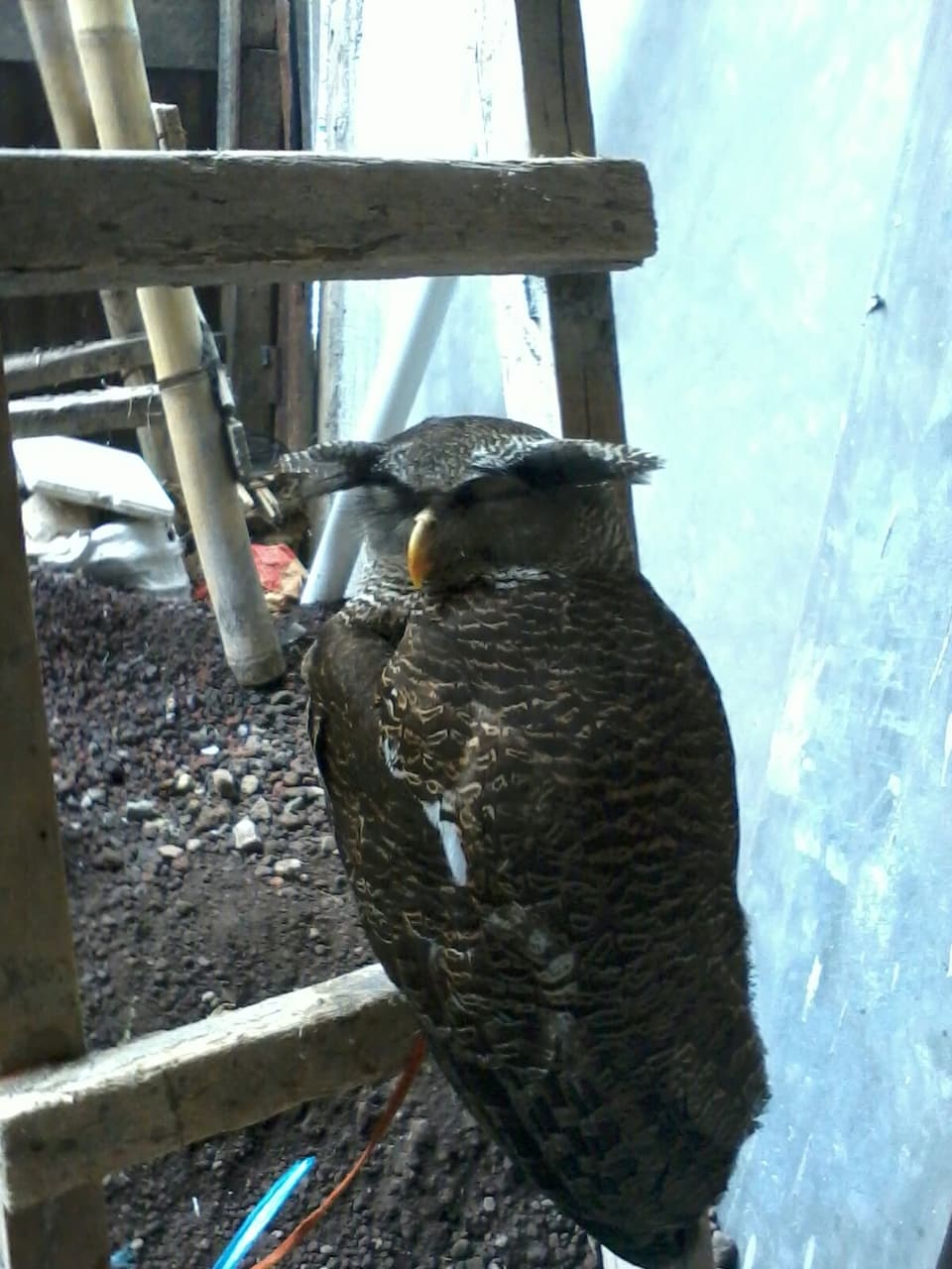 An owl slept