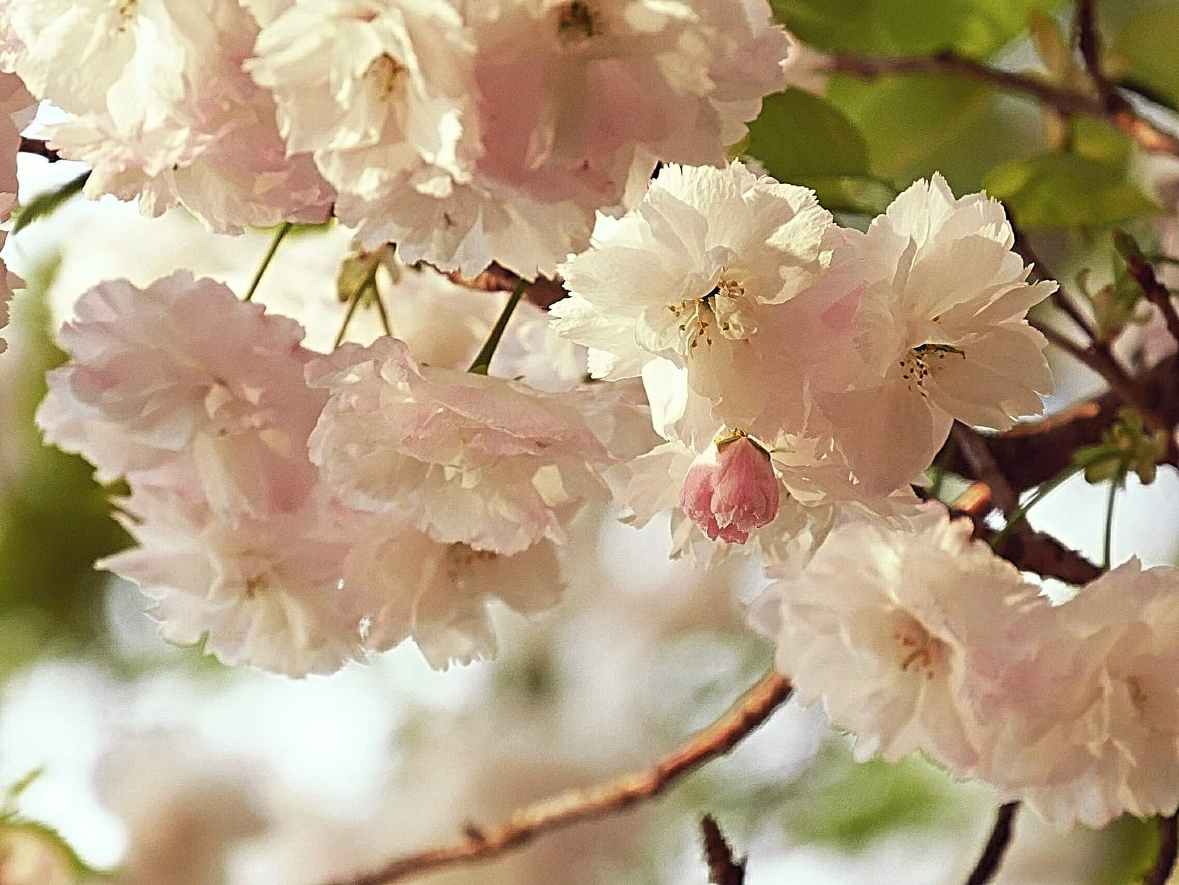 double cherry blossoms