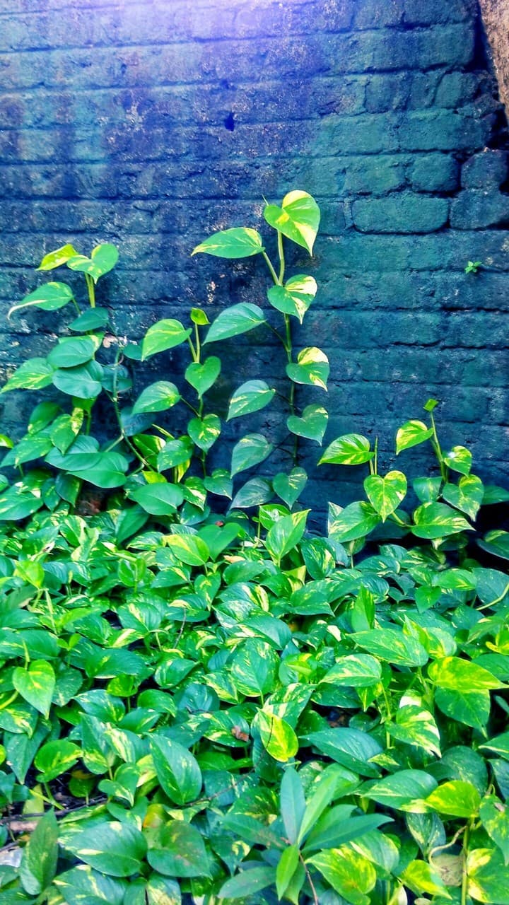 green flow