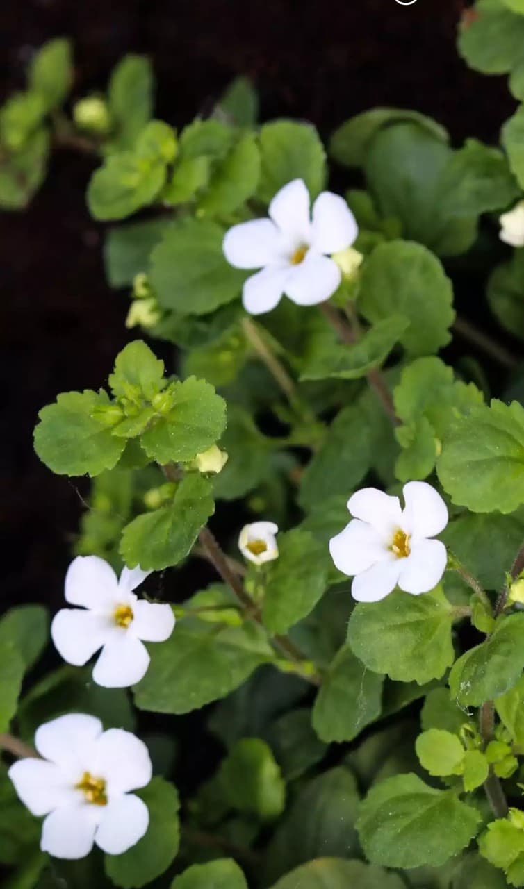 beautiful jasmine flowers
