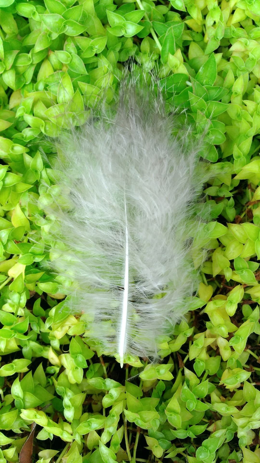free like feathers