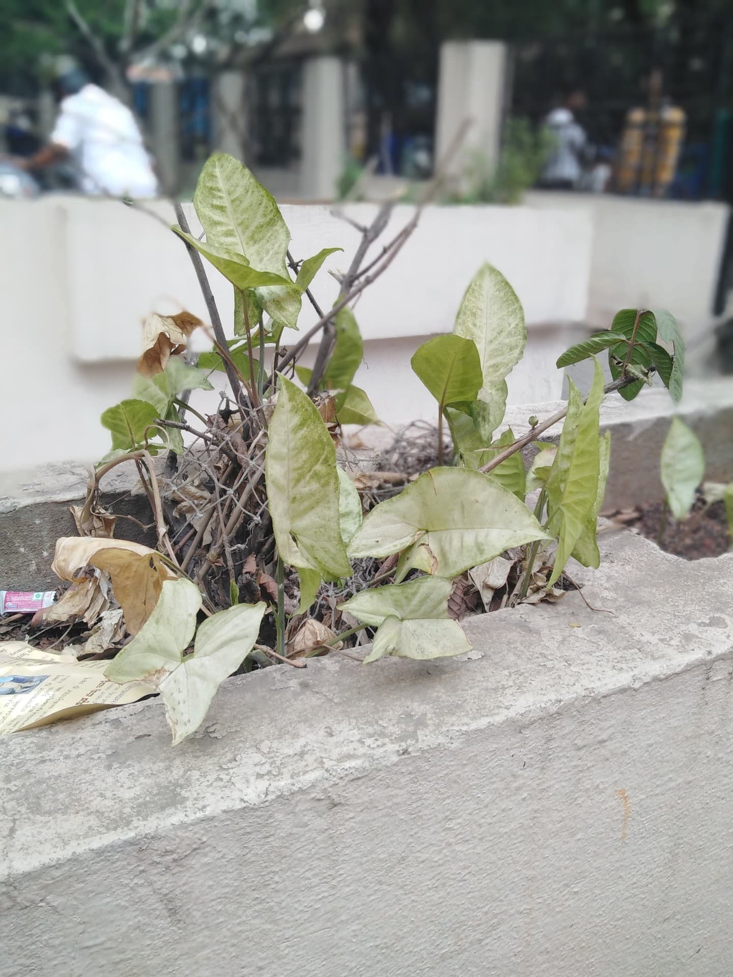 beauty of nature