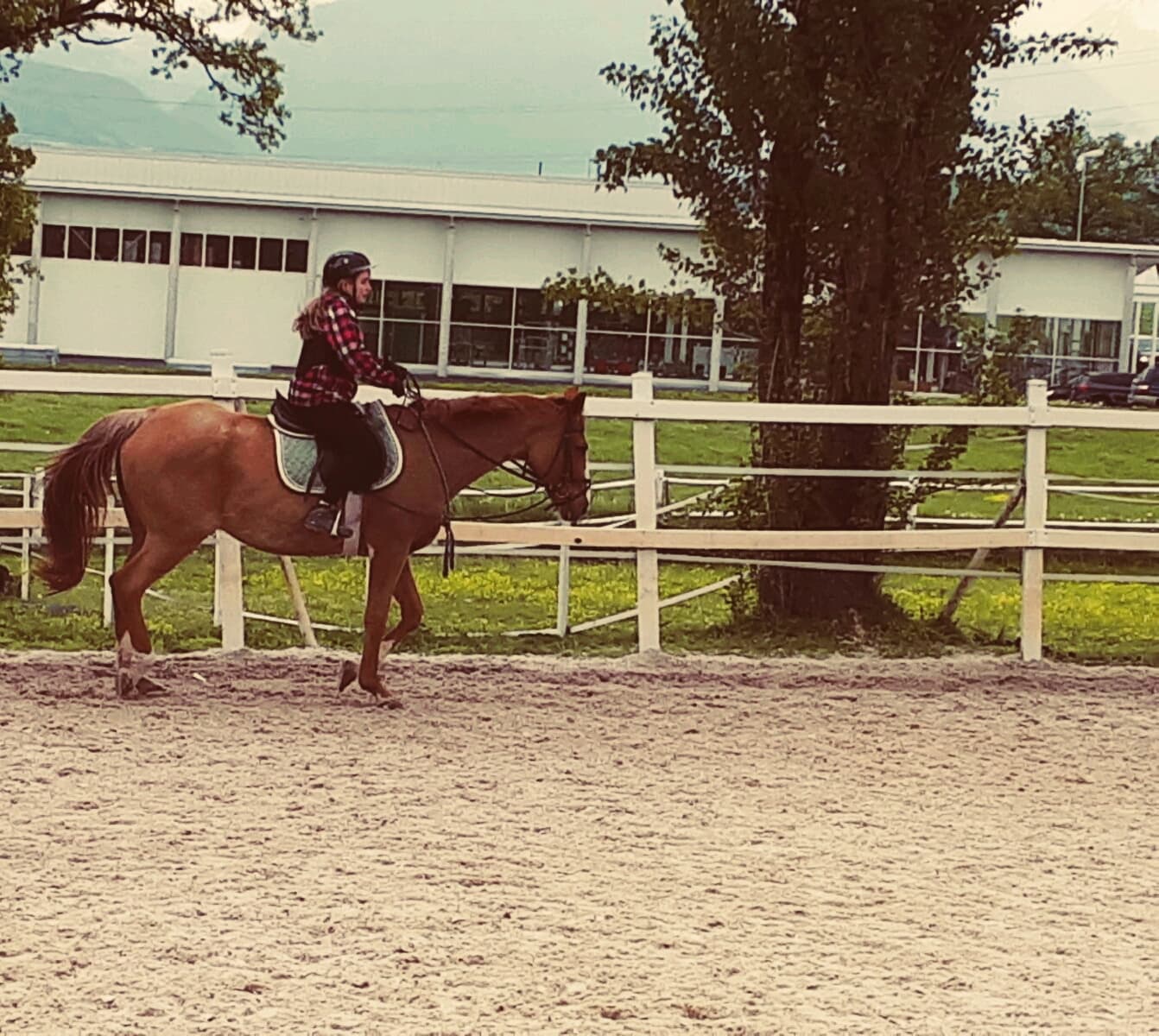 Pferd❤