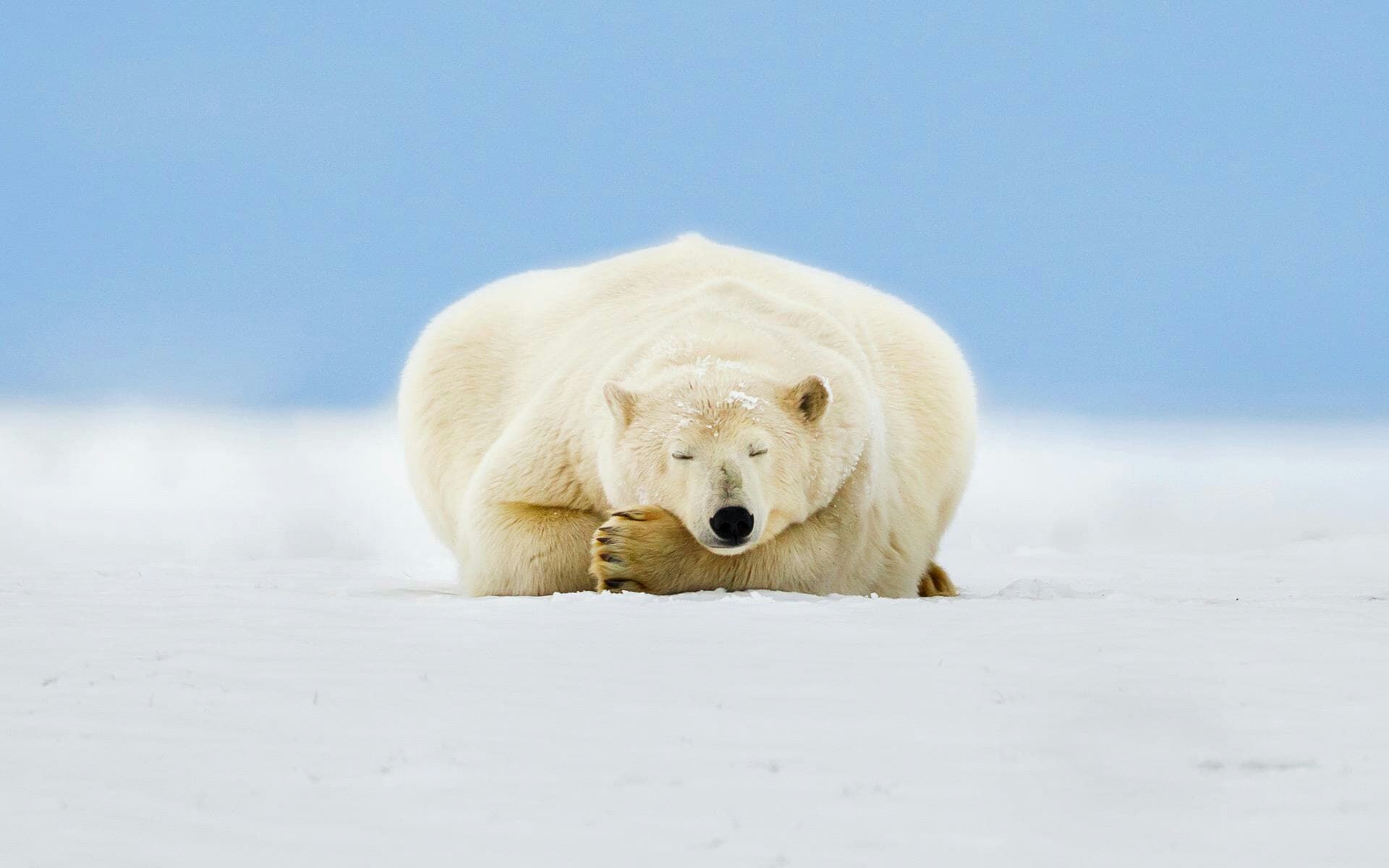 bear