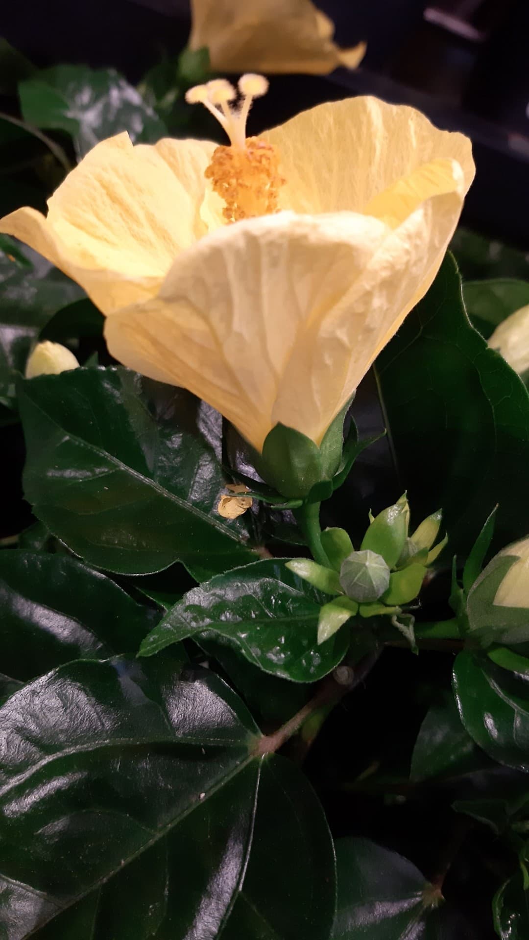 fleur