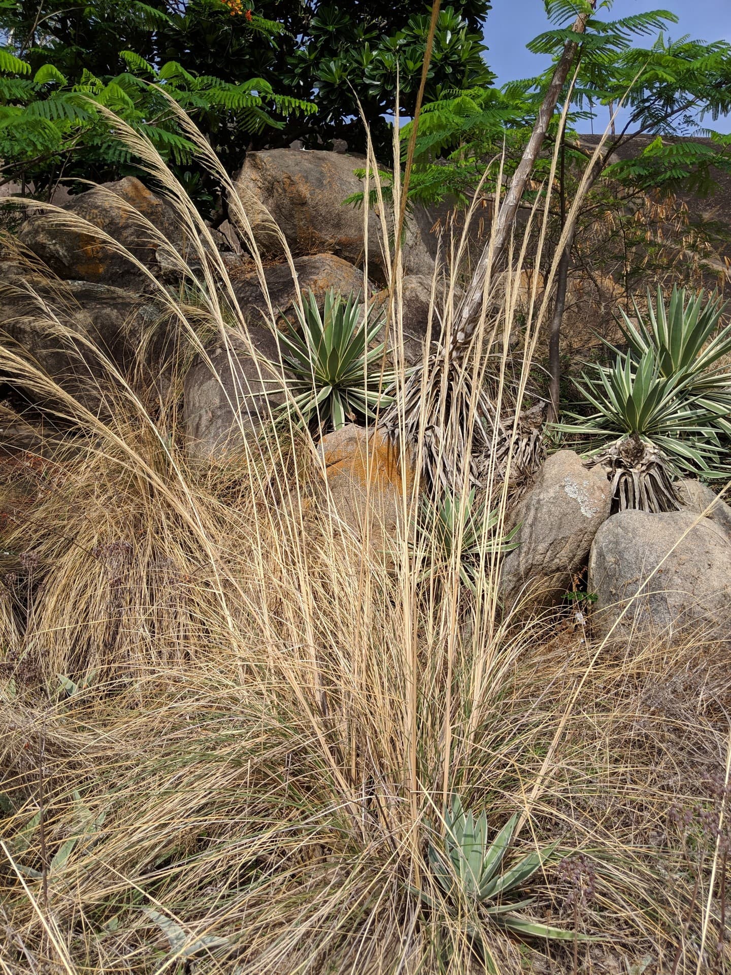 tall grass