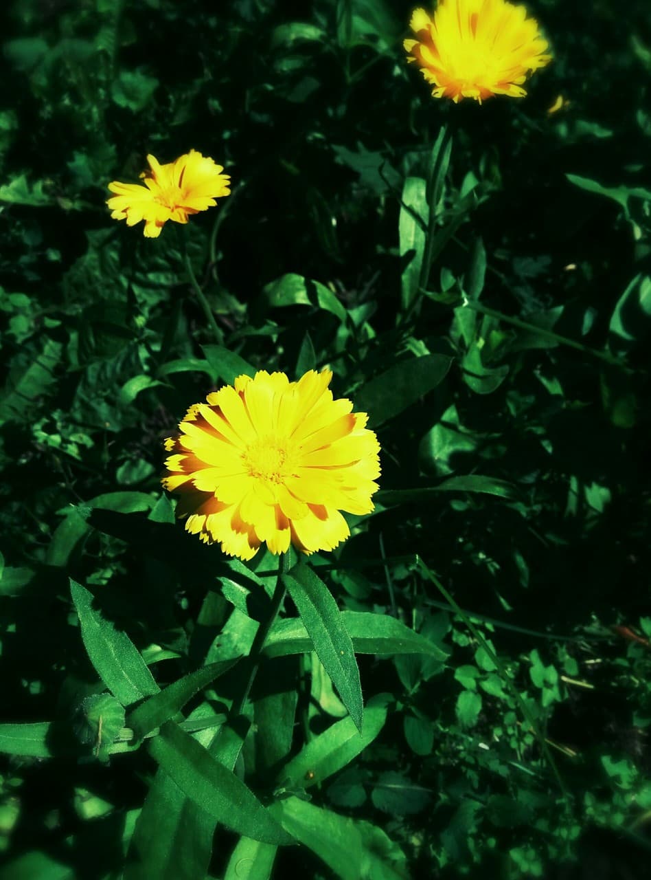 flower 