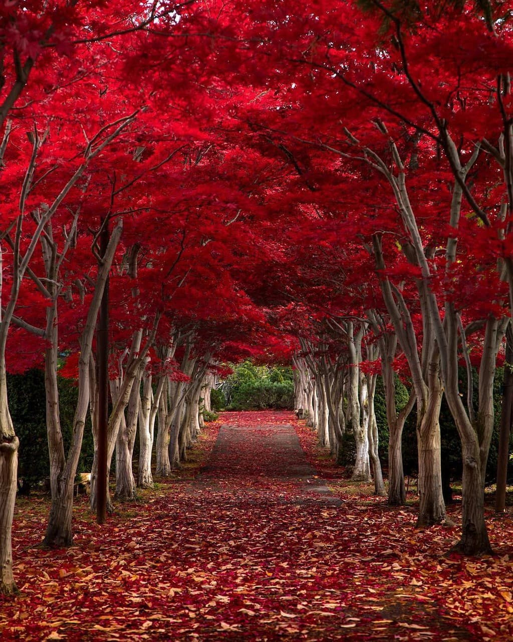 Tunnel of love