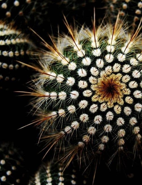 Cactus