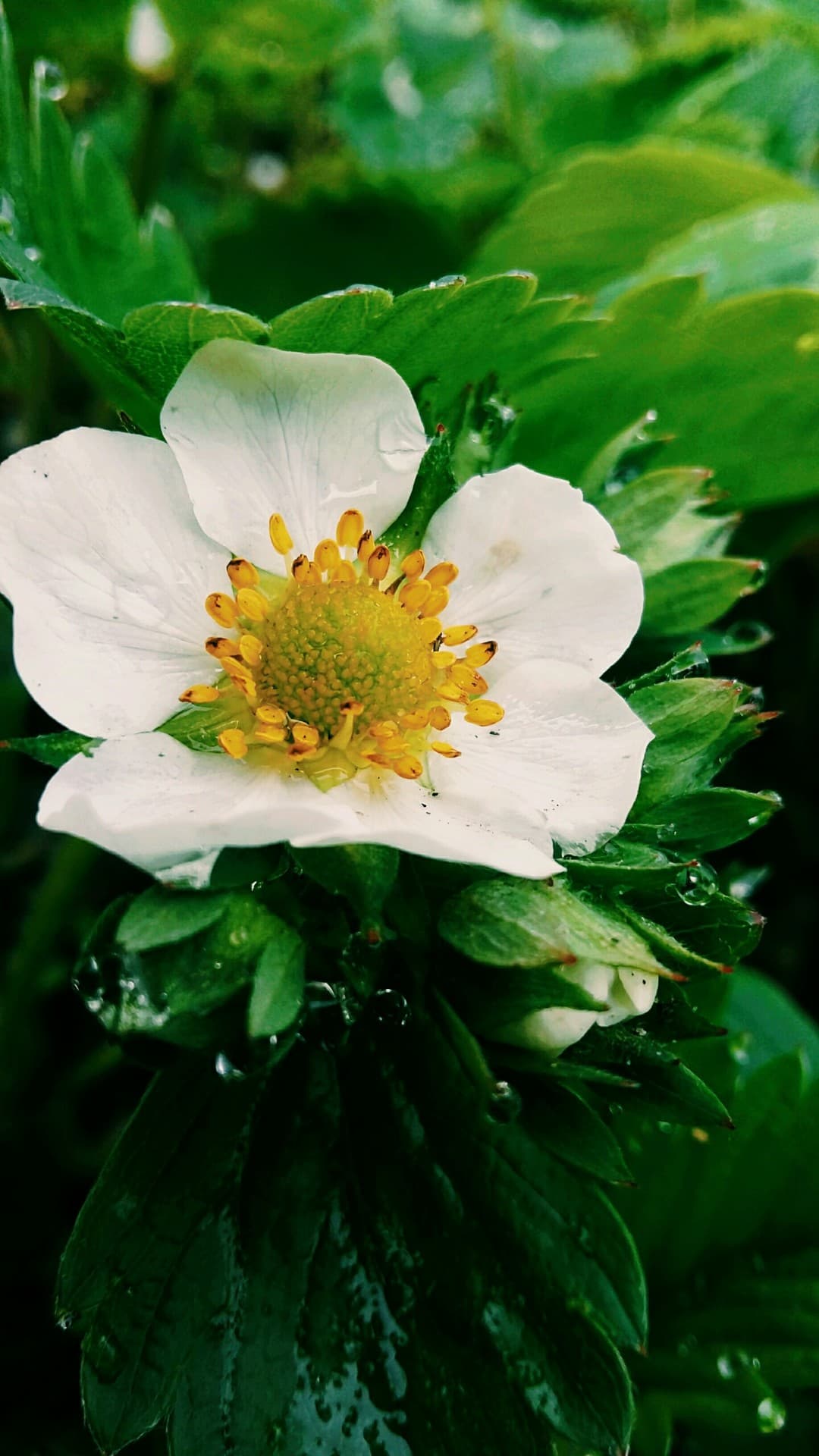 flowers