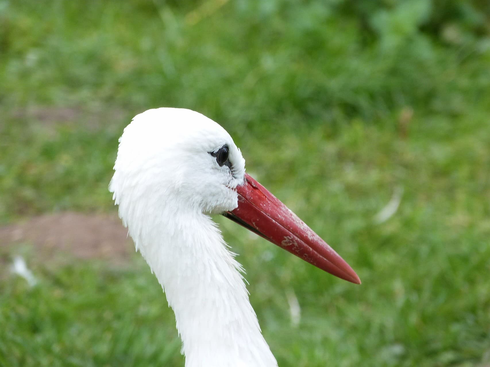 Weißstorch