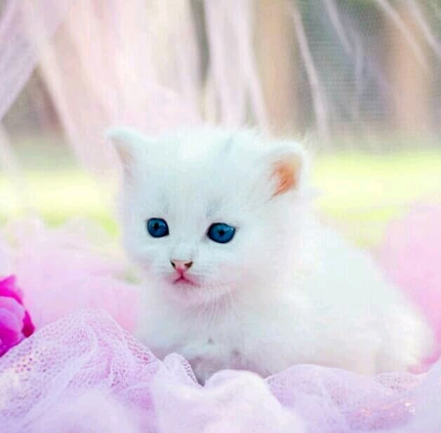 baby cat