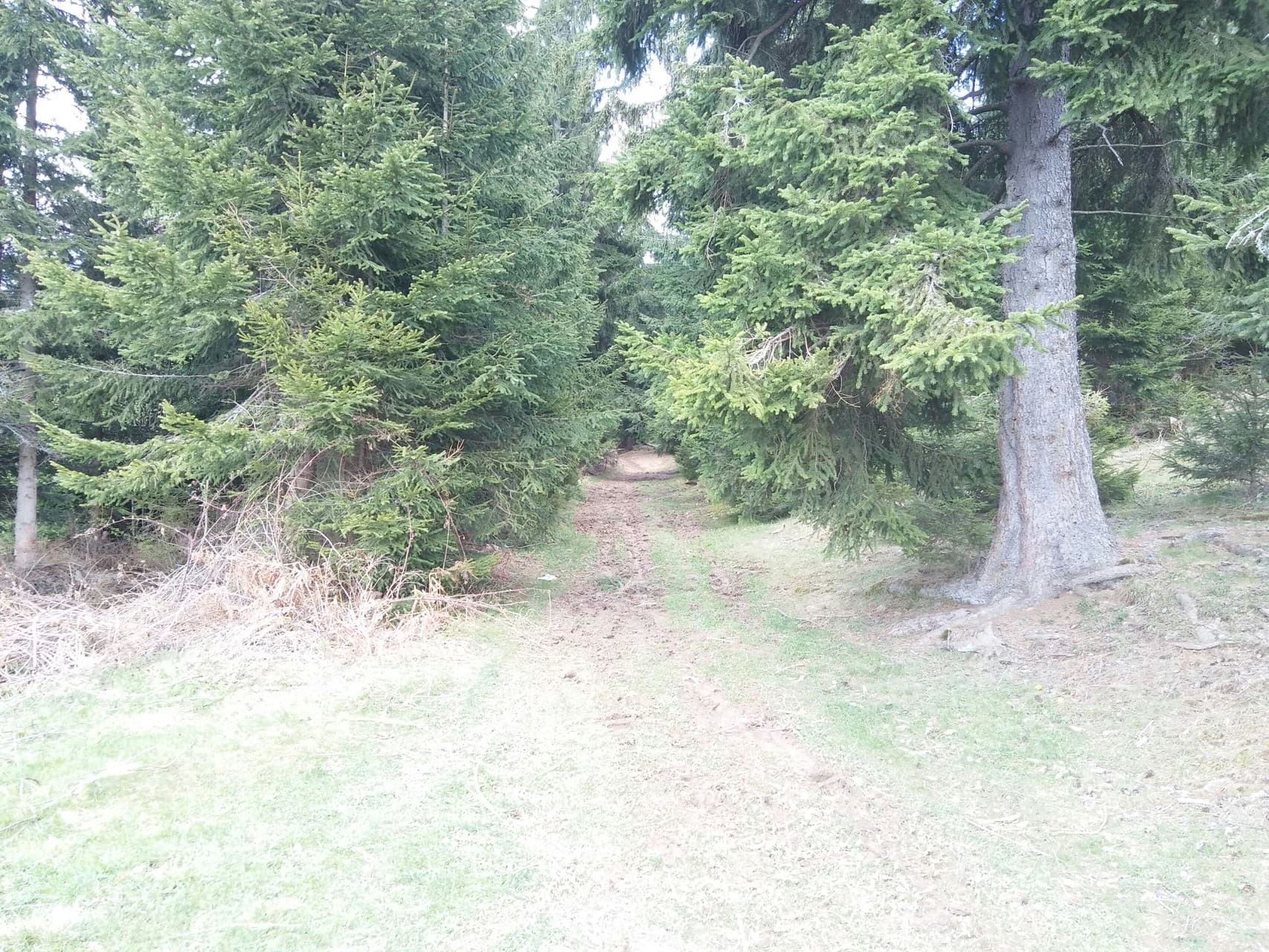 path to the forest