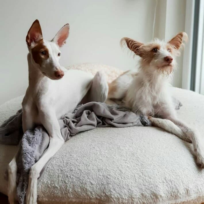 chiens...