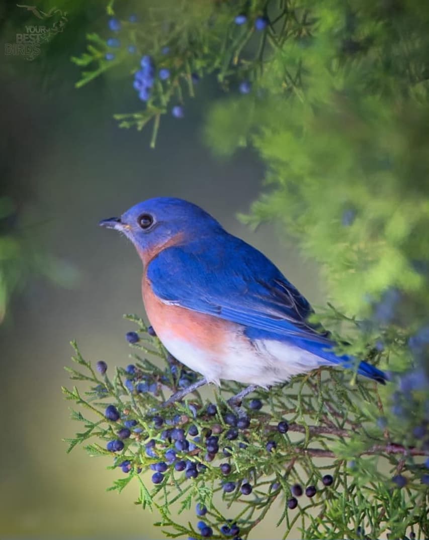 Blue bird♡