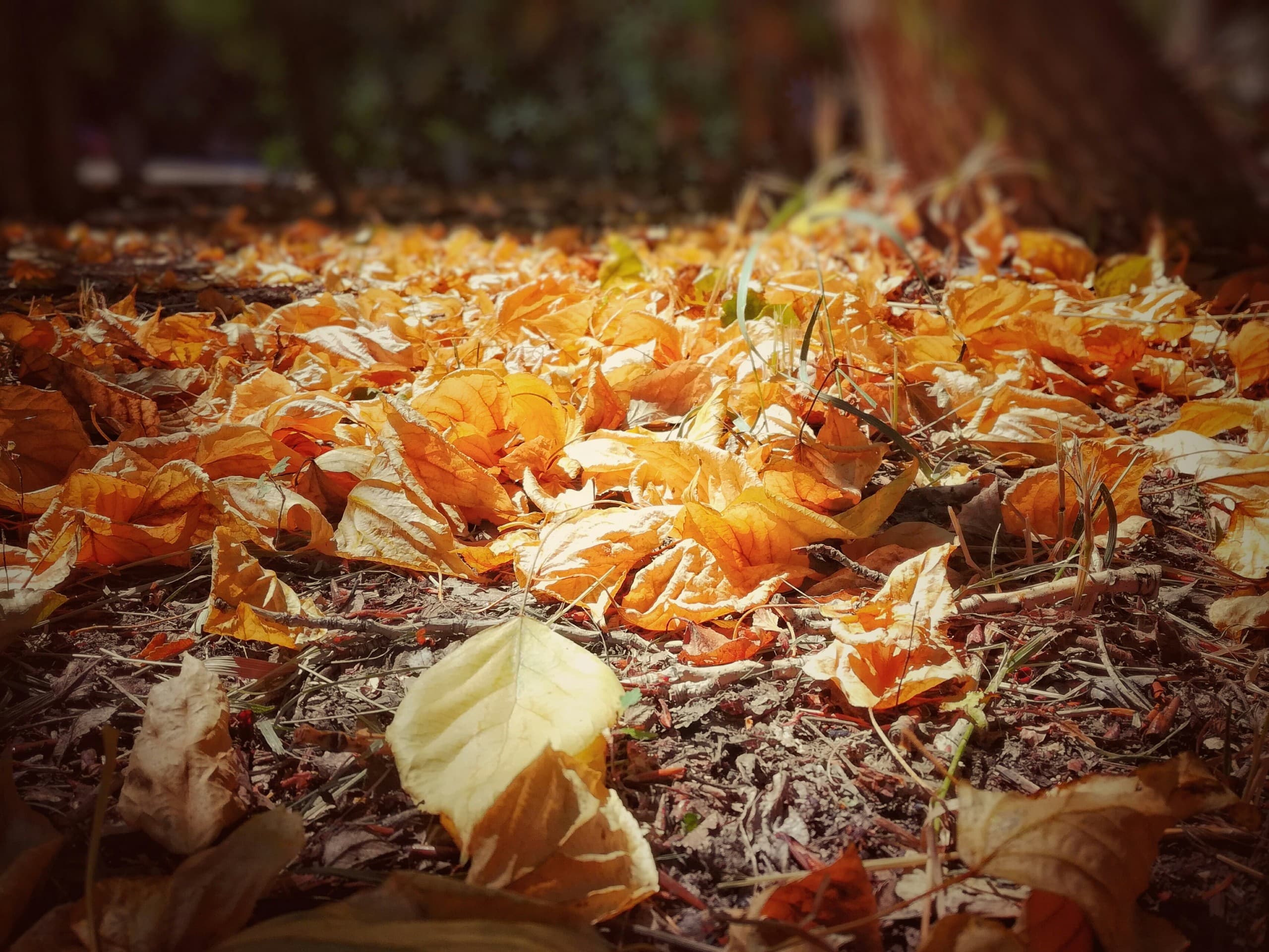Autumn