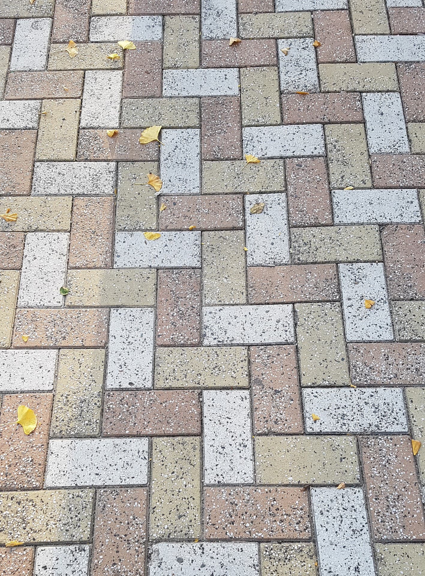 fallen leaves
