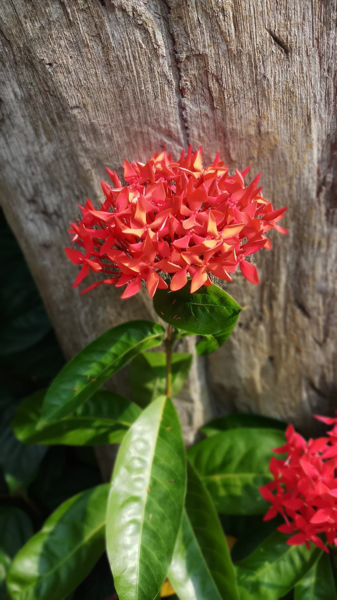 Red flowers