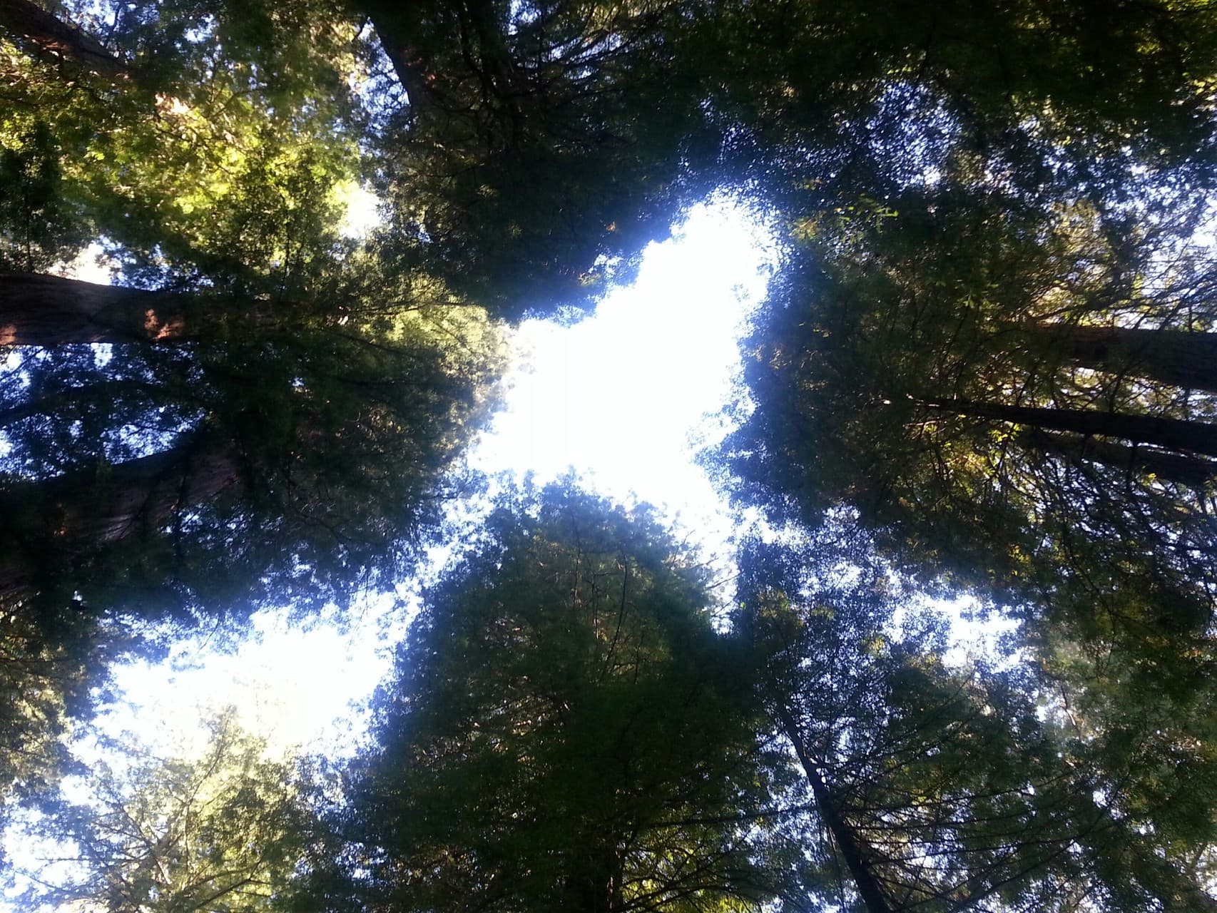 Redwoods