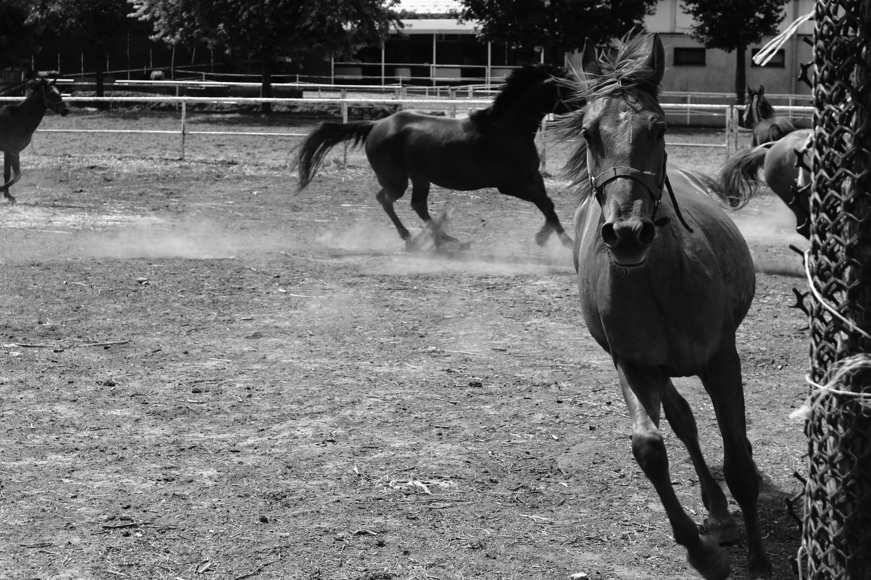 running horses