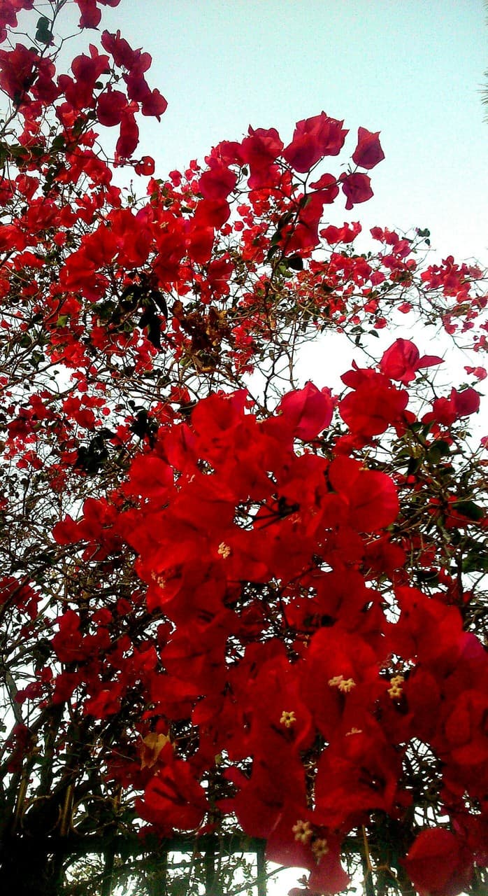 rojo otoñal
