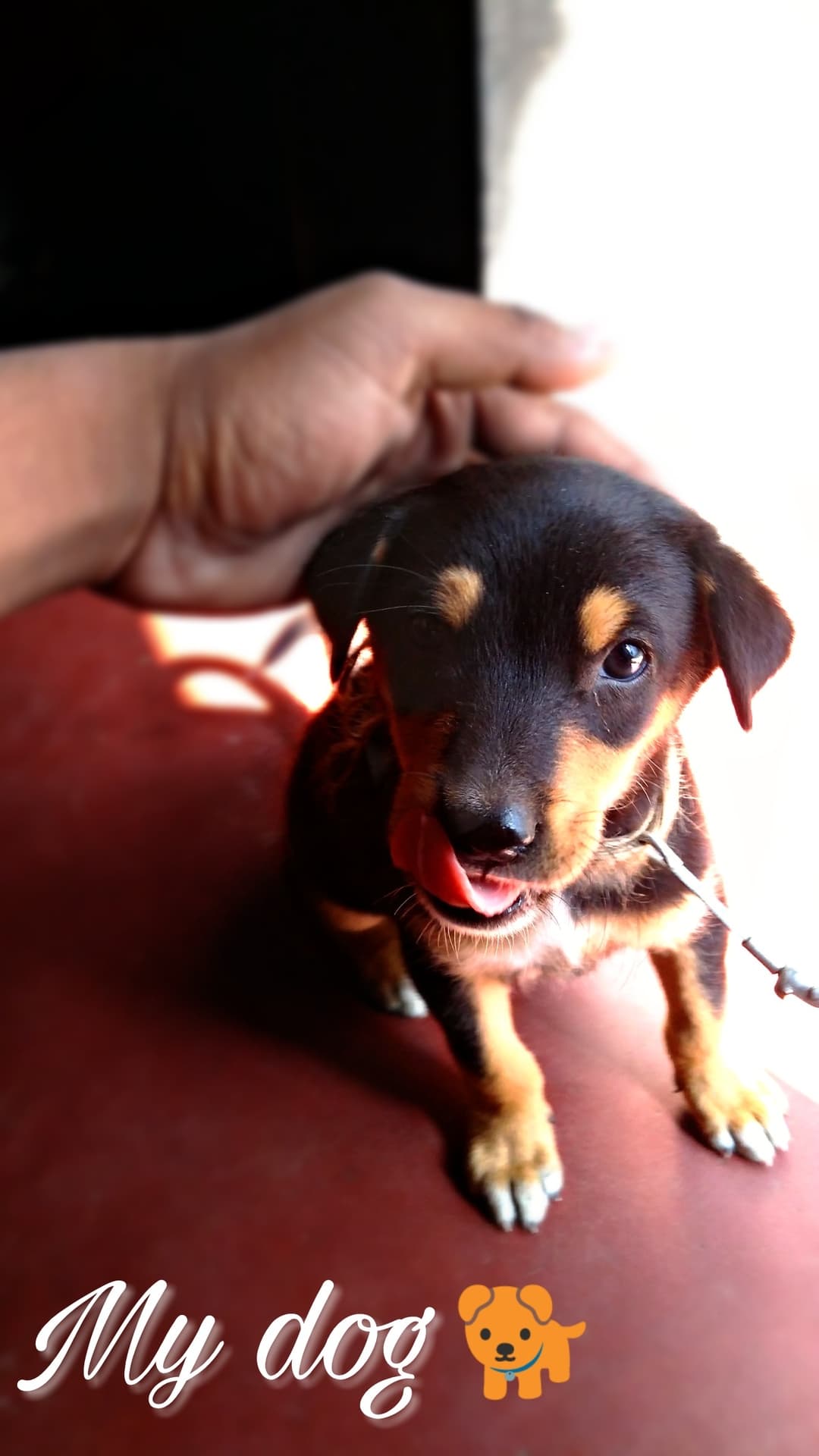 my dog