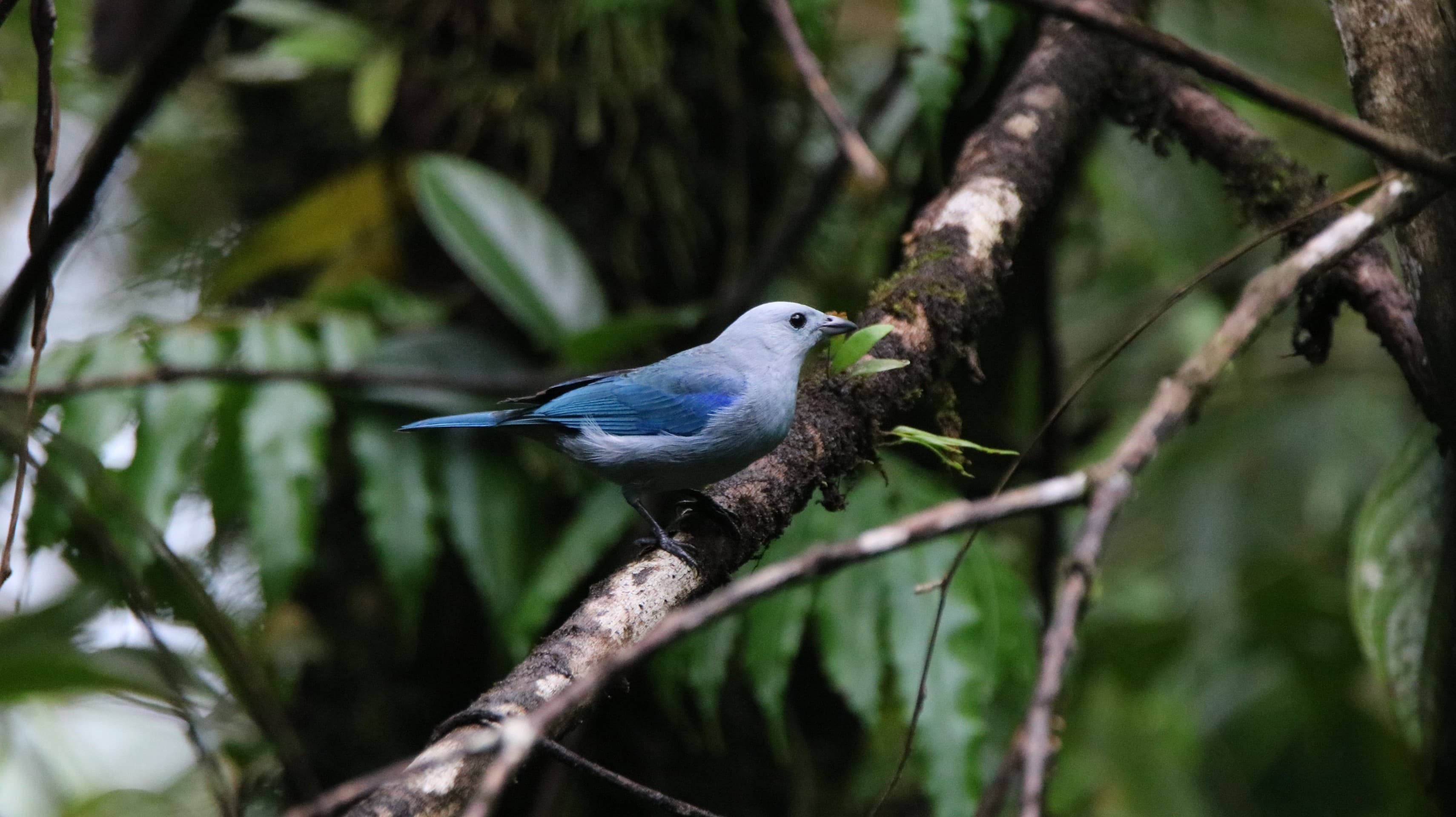 blue gray tanager